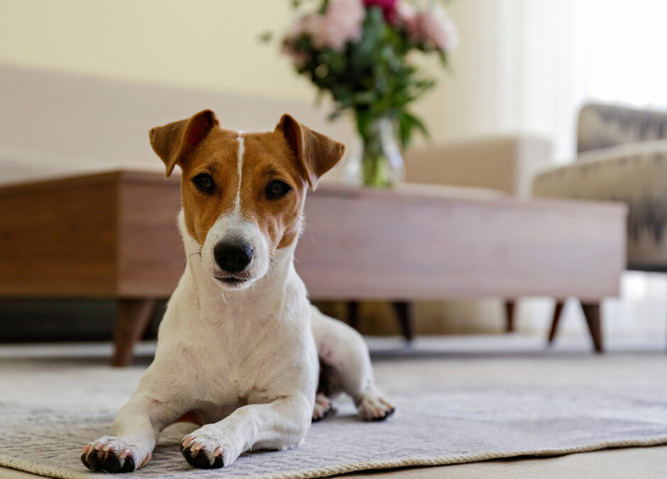 Is My Dog Covered?  Understanding Pet Coverage in Home Insurance